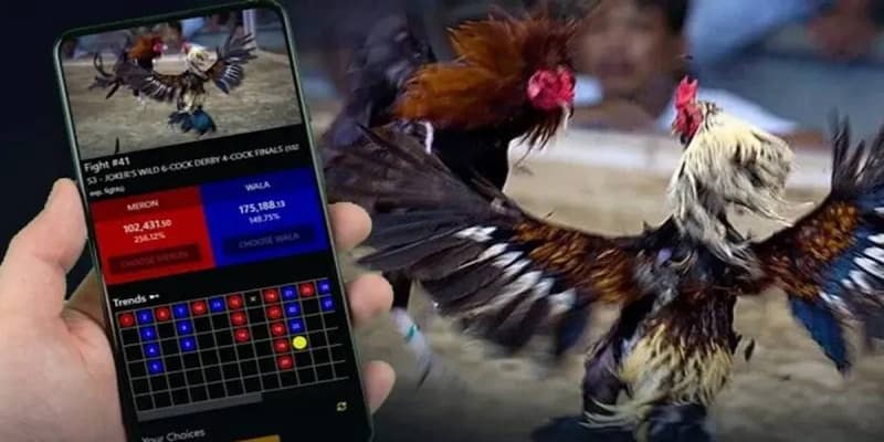 Khái niệm cơ bản về cá cược đá gà là gì